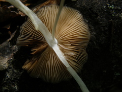 Bolbitius muscicola