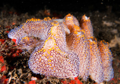 Botrylloides magnicoecus