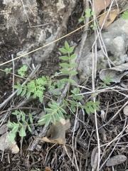 Astragalus nuttallianus