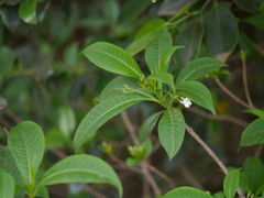 Rauvolfia verticillata