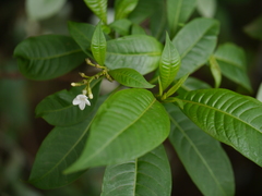 Rauvolfia verticillata