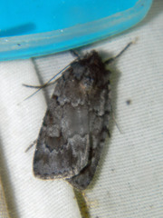 Sympistis dentata