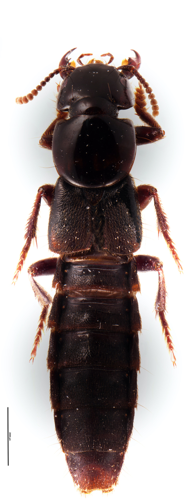 Creophilus rekohuensis