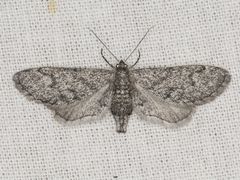 Synglochis perumbraria