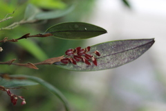 Trichosalpinx blaisdellii