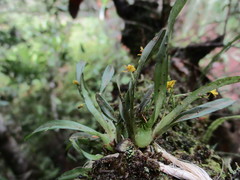 Oncidium gramineum