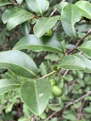 Artabotrys monteiroae