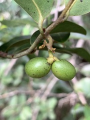 Artabotrys monteiroae