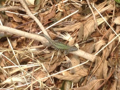 Podarcis muralis