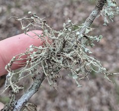 Ramalina stenospora