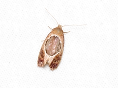 Hoplomorpha abalienella