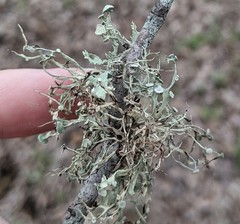 Ramalina stenospora