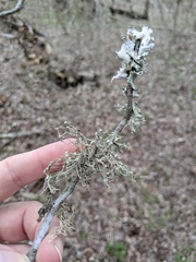 Ramalina stenospora
