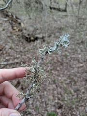 Ramalina stenospora