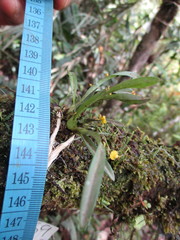 Oncidium gramineum