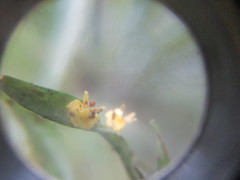 Oncidium gramineum