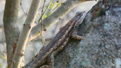 Sceloporus olivaceus