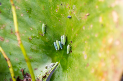 Draeculacephala inscripta