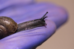 Helminthoglypta coelata