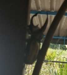 Chalcosoma
