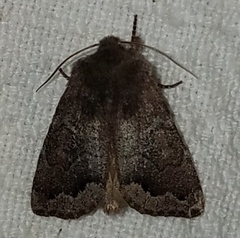 Orthosia garmani