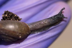 Helminthoglypta coelata