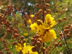 Peltophorum pterocarpum