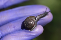 Helminthoglypta coelata