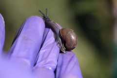 Helminthoglypta coelata