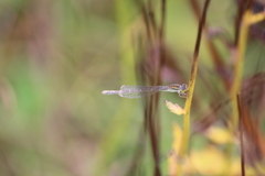 Ischnura aurora aurora