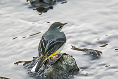Motacilla cinerea cinerea