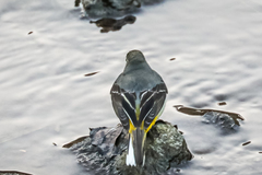 Motacilla cinerea cinerea