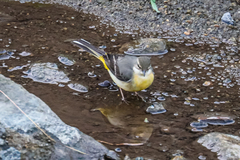 Motacilla cinerea cinerea