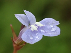 Lobelia alsinoides