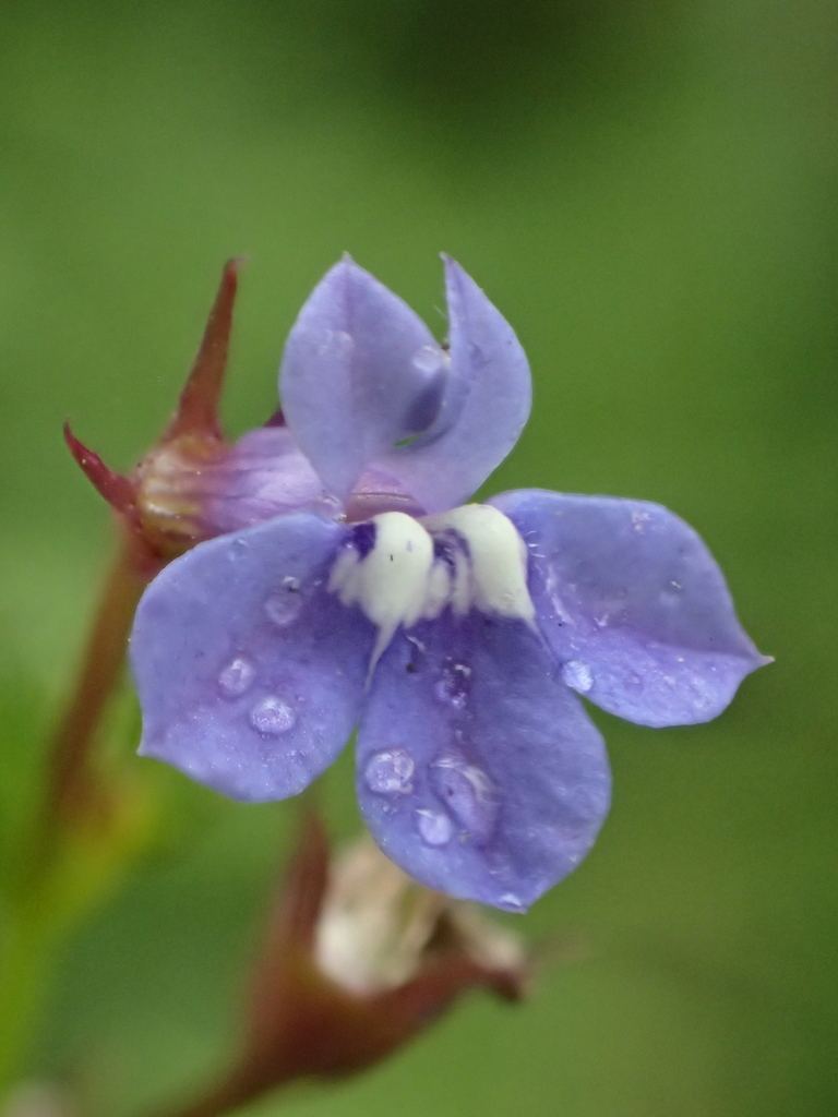 Lobelia alsinoides