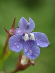Lobelia alsinoides