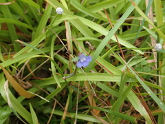Lobelia alsinoides