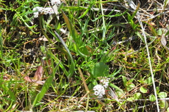 Lomatium gormanii