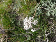 Lomatium canbyi