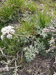 Lomatium canbyi