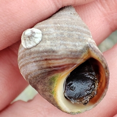Littorina