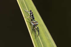 Cosmophasis micarioides