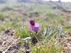 Viola trinervata