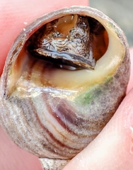 Littorina