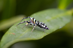 Cosmophasis micarioides