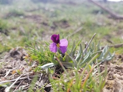 Viola trinervata