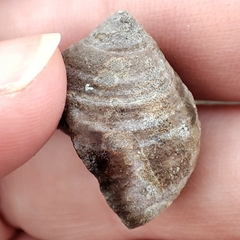 Littorina