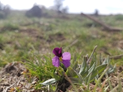Viola trinervata