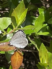 Celastrina argiolus ladonides