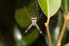 Argiope aetherea